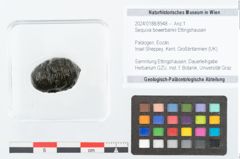 Foto (Objekt + Etikett) von Sequoia bowerbankii Ettingshausen (NHMW-GEO-2024-0188-8948)